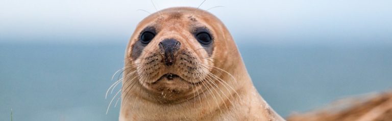 Seal Symbolism, Seal Animal Totem