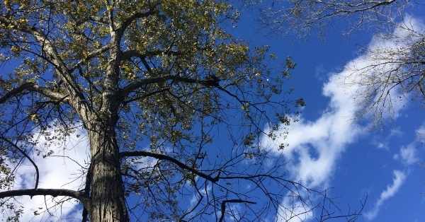Shagbark Hickory Trees against a cloudy sky
