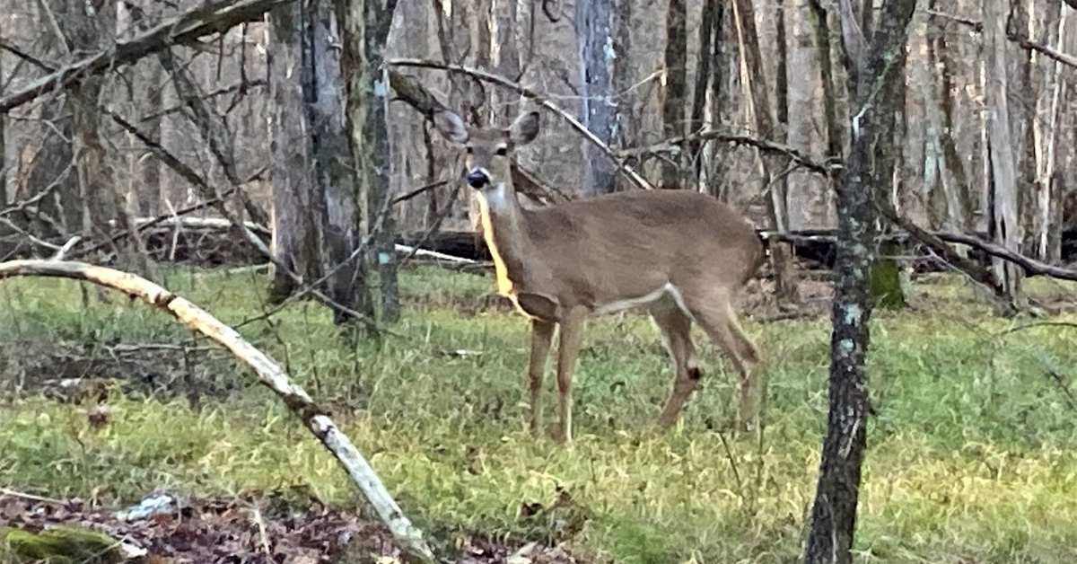 White-tailed deer in Chickamauga Battlefield Park