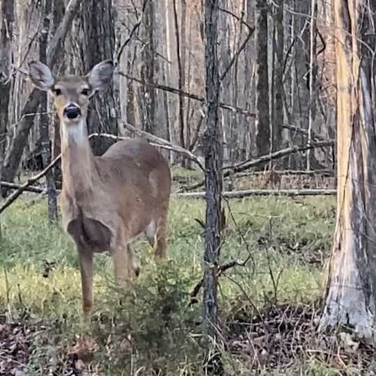 white-tailed deer in chickamauga battlefield national park