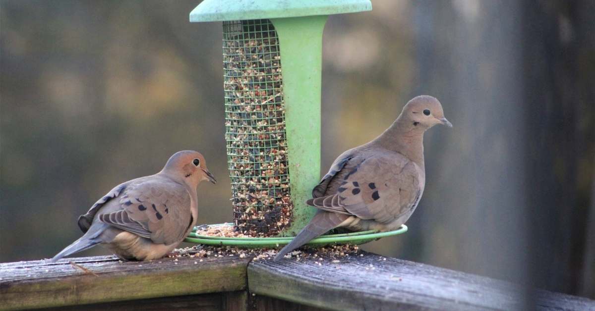 Best for Mourning Dove Symbolism