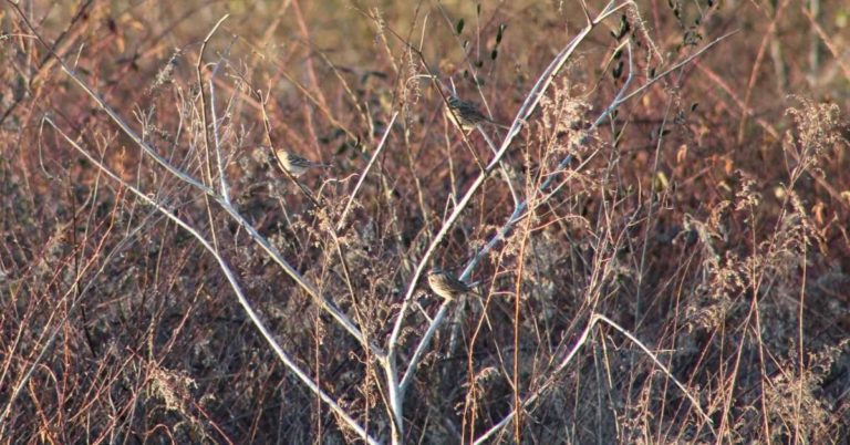 Three sparrows living on the edge