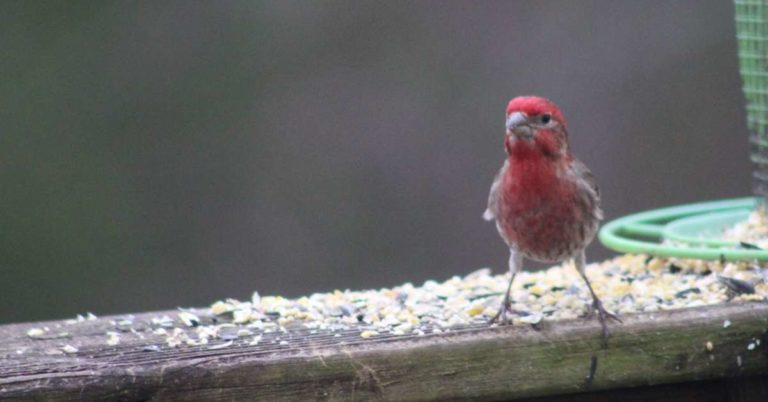 House Finch Animal Symbolism