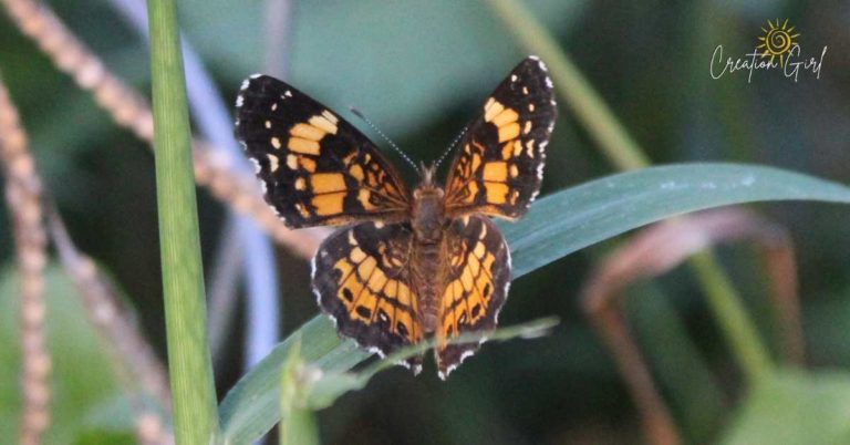 orange butterfly in northwest georgia