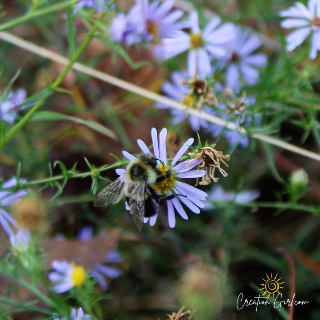 blue aster with a bee - pollinator friendly wildflowers