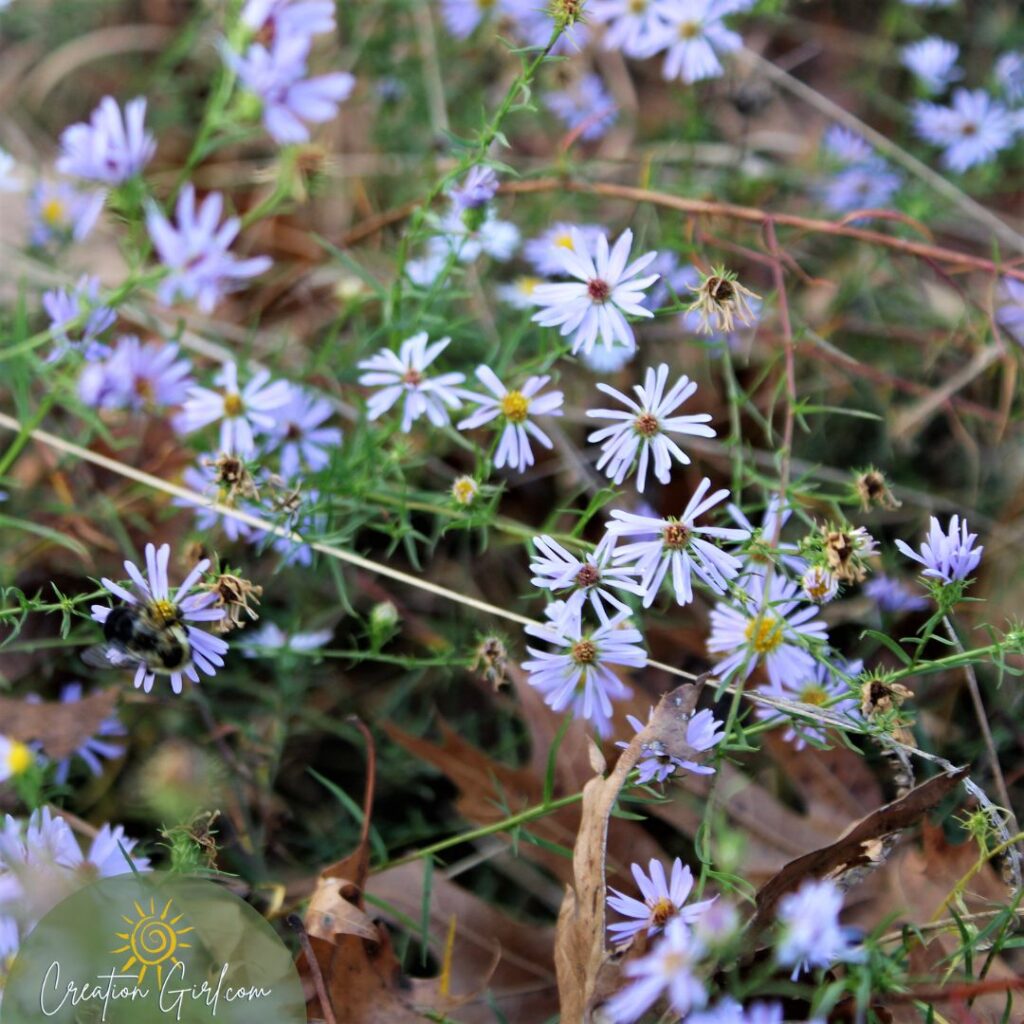 blue aster with a bee - pollinator friendly wildflowers