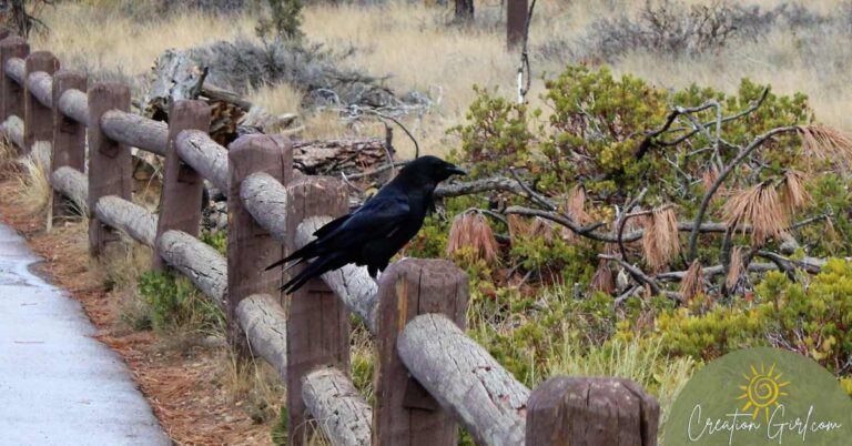 Raven Animal Symbolism