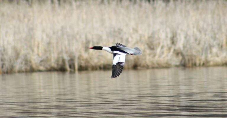Hooded Mergansers flying over Mud Creek, Winneconne, Wisconsin, taken by Marnie Pehrson Kuhns, March 2023