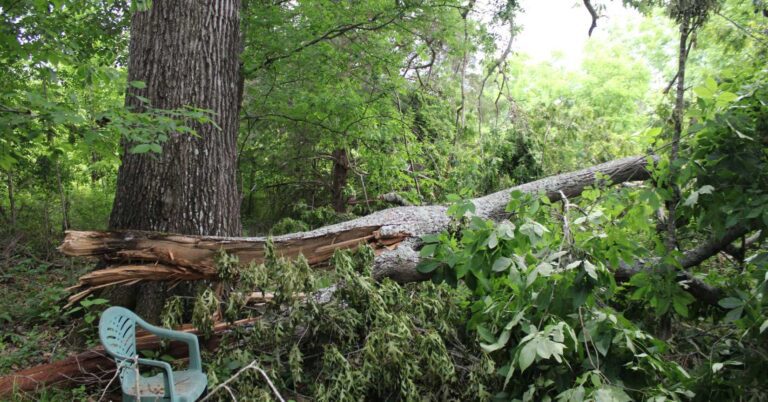 White oak tree limb falls in Northwest Georgia - Old Woman of the Woods pre-Civil War Oak - drop the old stories that no longer serve you