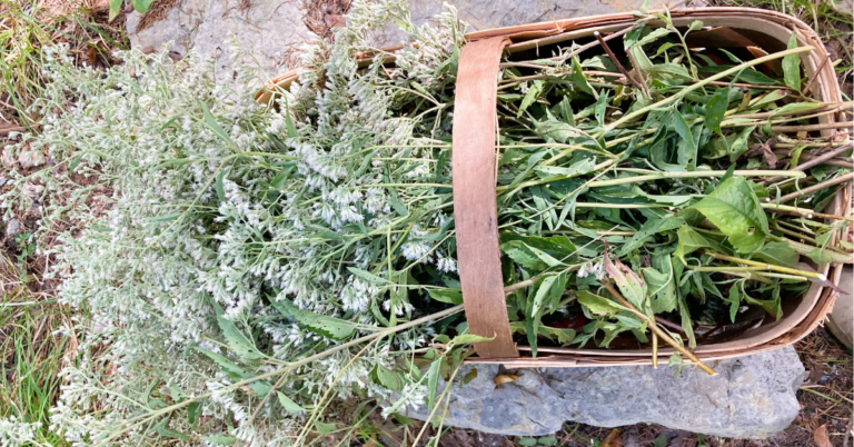 late boneset medicinal uses and symbolism, late blooming thoroughwart medicinal uses and symbolism