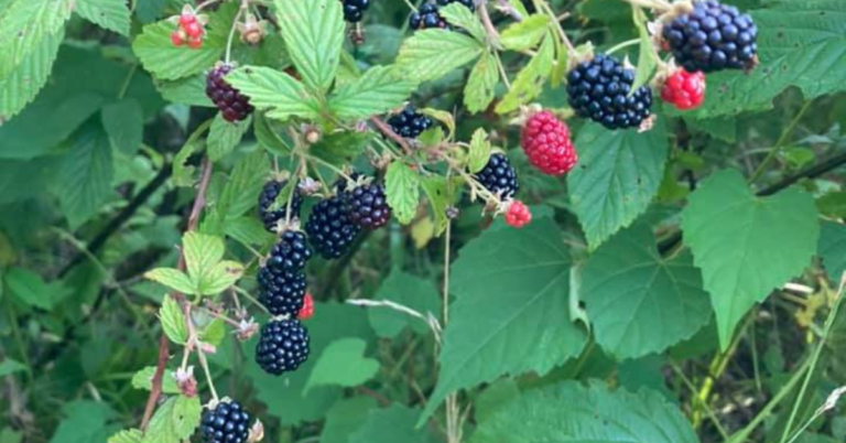 An interview with blackberry - medicinal uses of blackberries and blackberry leaves.