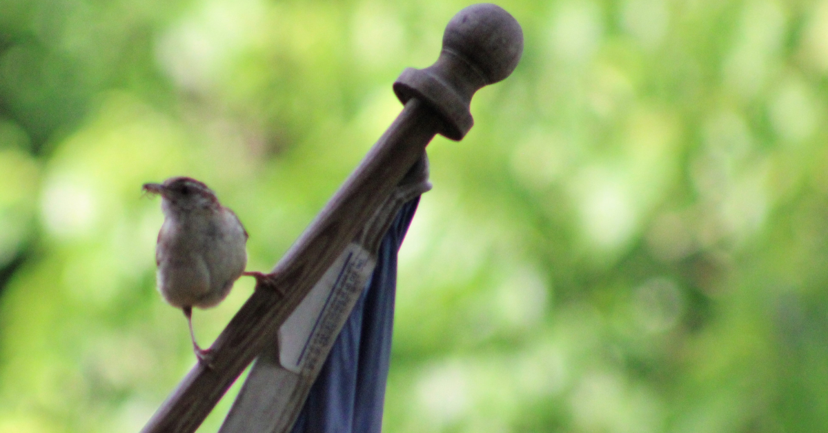 Carolina Wren on Flagpole