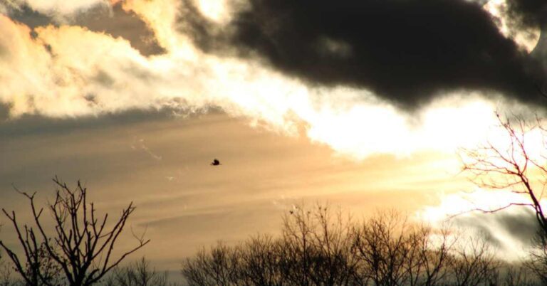 red-tailed hawk flying in light by dark clouds