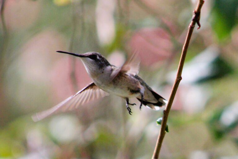 Hummingbird animal symbolism, hummingbird animal totem. Photo by Marnie Pehrson Kuhns