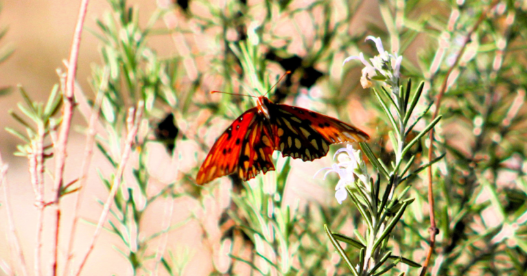 Orange butterfly on rosemary
