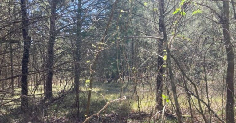 Woods, junipers, sunlight, spiderwebs