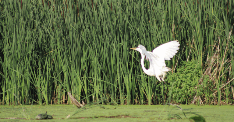 snowy egret flying in Mud Creek, Winneconne Wisconsin