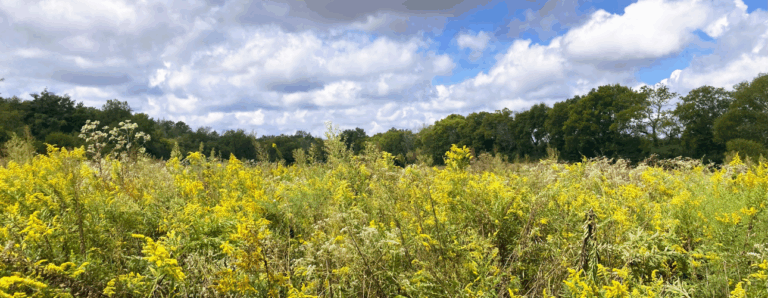 Goldenrod and boneset in a meadow
