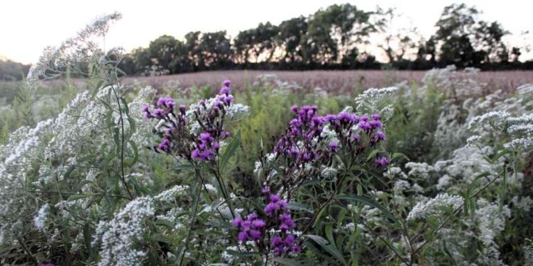 Late blooming boneset, ironweed, Spirit Tree Farms