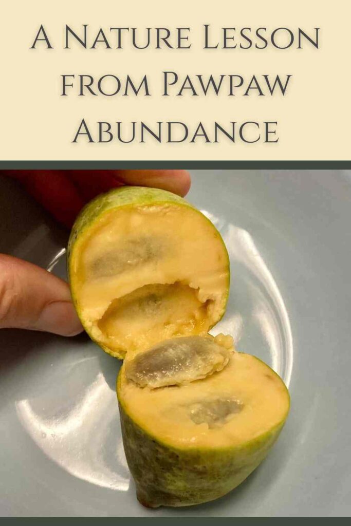 A Nature Lesson from pawpaw abundance