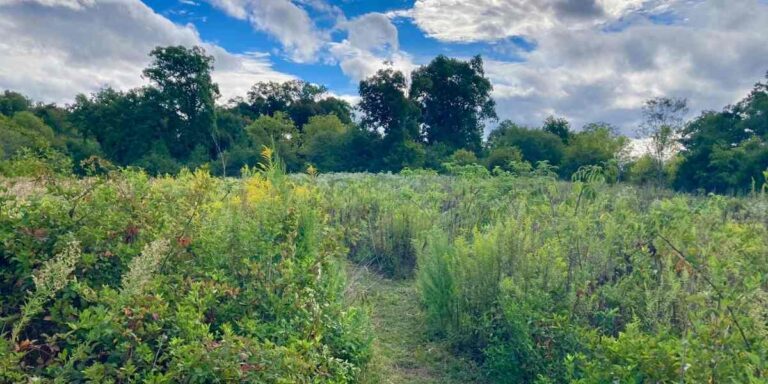 Path through wildflower field at Spirit Tree Farms