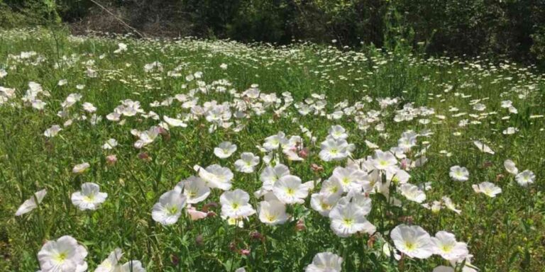 Evening primrose patch at Spirit Tree Farms