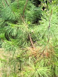 Loblolly pine