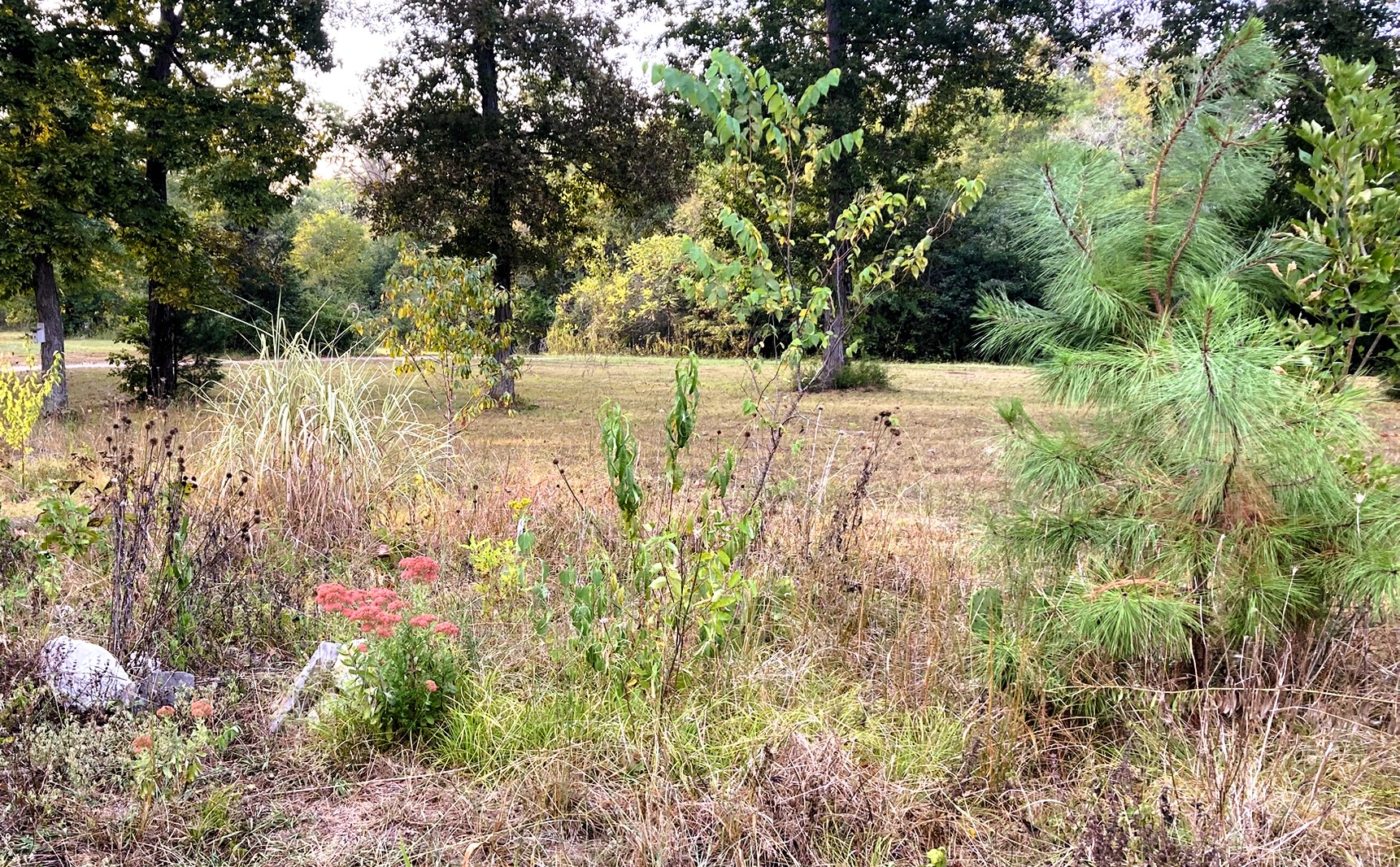 Loblolly pine, prickly pear, sedum, Eastern red cedar, peach