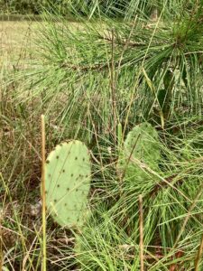 Prickly pear beneath loblolly pine
