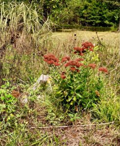 Sedum with an eastern red cedar beneath